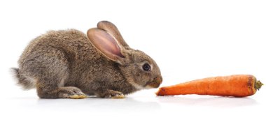 Beyaz arka planda izole edilmiş tavşan ve havuç..