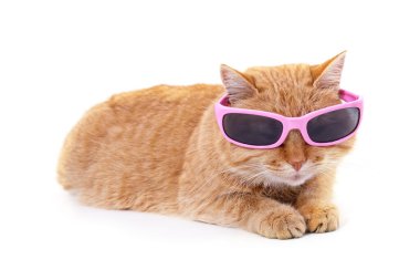 Güneş gözlüklü kedi beyaz arka planda izole edilmiş..
