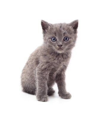Beyaz arka planda izole edilmiş küçük gri kedi yavrusu..