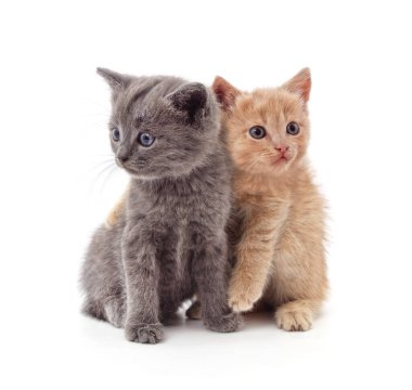 Beyaz arka planda iki küçük kedi yavrusu..