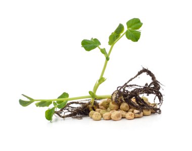 Sprouted pea with green sprout isolated on white background.