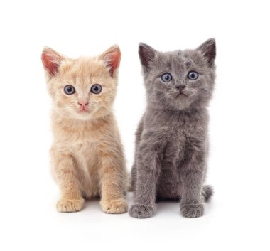 Beyaz arka planda iki küçük kedi yavrusu..