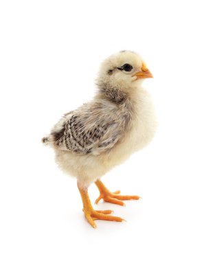 Beyaz arka planda izole edilmiş yavru beyaz tavuk..
