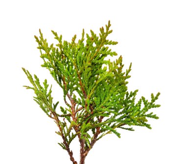 Beyaz arkaplanda yeşil thuja dalı izole.