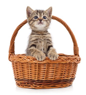 Beyaz arka planda izole edilmiş sepetteki kedi yavrusu..