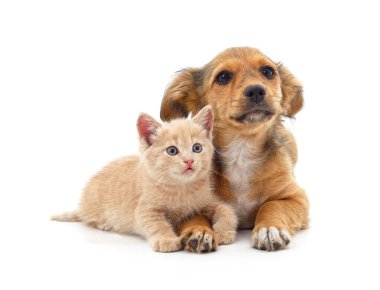 Yavru köpek ve kedi yavrusu beyaz bir arkaplanda izole edilmiş..
