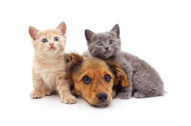 Köpek ve kedi beyaz bir arka plan üzerinde izole.
