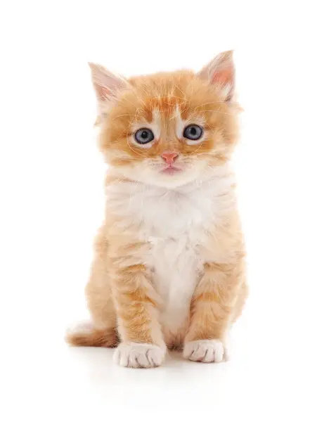 Stock image Red sitting kitty isolated on a white background.