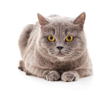 Beyaz arka planda izole edilmiş gri bir kedi..