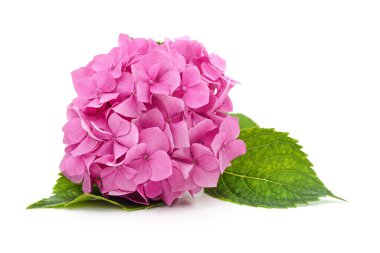 Beyaz arkaplanda yaprakları olan pembe ortanca.