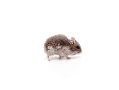 Gri küçük hamster beyaz bir arka planda izole.