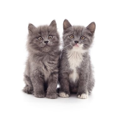 Beyaz bir arka planda iki güzel kedi..