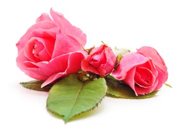 Beyaz arka planda izole edilmiş pembe güller..