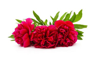 Kırmızı şakayıklar beyaz arka planda izole edilmiş..