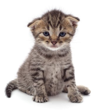 Beyaz arka planda izole edilmiş gri kedicik oturuyor.