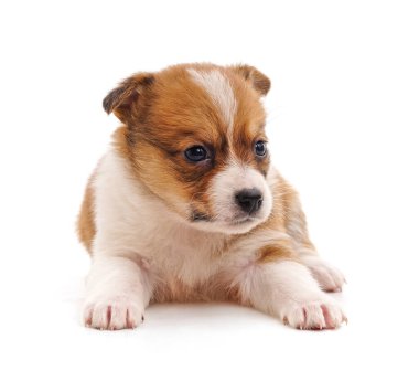 Bir kahverengi köpek beyaz arka planda izole edilmiş..