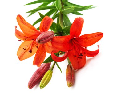 Beyaz bir arka plan üzerinde izole güzellik lilyum buketi.
