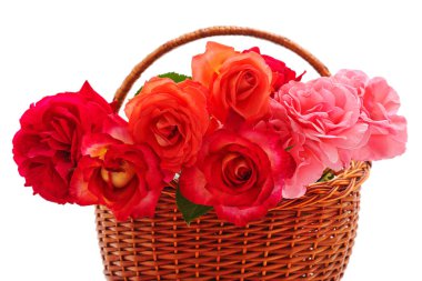 Beyaz arka planda izole edilmiş sepetteki pembe güller..