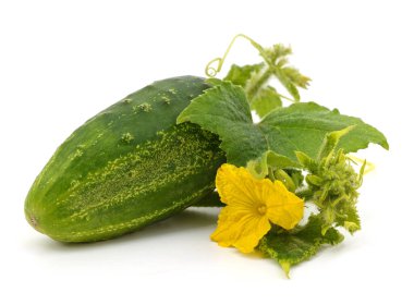 Beyaz bir arka planda çiçek ve yapraklı bir salatalık..