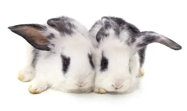 Stock image Two white rabbits isolated on a white background.