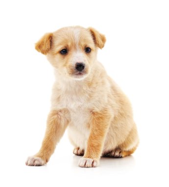 Küçük kahverengi köpek yavrusu beyaz arka planda izole edilmiş..