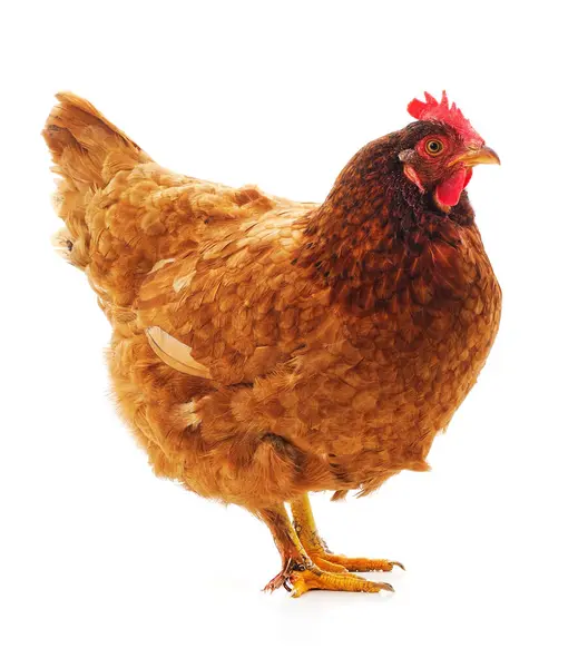 Beyaz arka planda izole edilmiş kahverengi bir tavuk..