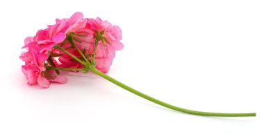 Beyaz arkaplanda izole edilmiş pembe pelargonyum dalı.