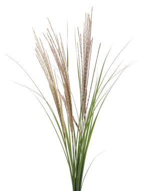 Beyaz arkaplanda izole edilmiş bir grup yeşil kenar.