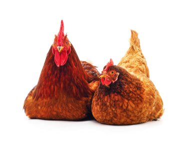 Horoz ve tavuk beyaz arka planda izole edilmiş..