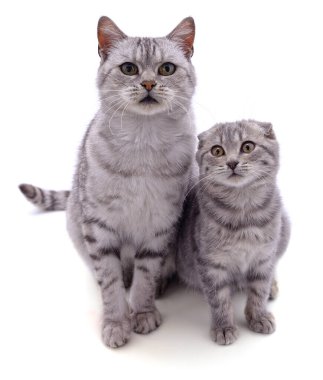 Gri kedi ve kedi yavrusu beyaz arka planda izole edilmiş..