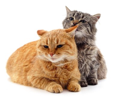 Gri ve kırmızı kedi beyaz arka planda izole edilmiş.
