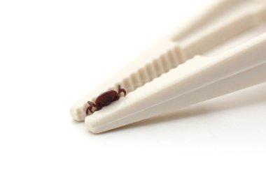 Bir kene beyaz arka planda izole edilmiş cımbızla kıskaçlanır..