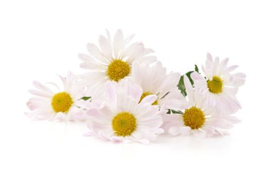 Beyaz arka planda izole edilmiş bir buket beyaz papatya çayı.