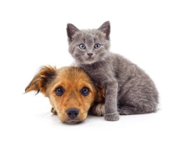 Yavru kedi ve köpek beyaz bir arkaplanda izole edilmiş..