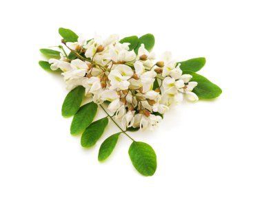 Beyaz bir arkaplanda beyaz bir akasya çiçeği.