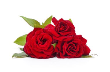 Beyaz arka planda izole kırmızı güller..