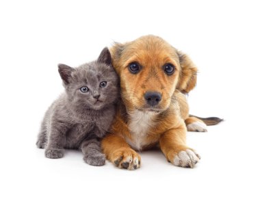 Yavru köpek ve kedi yavrusu beyaz bir arkaplanda izole edilmiş..