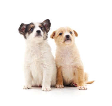 Beyaz arka planda izole edilmiş iki küçük yavru..