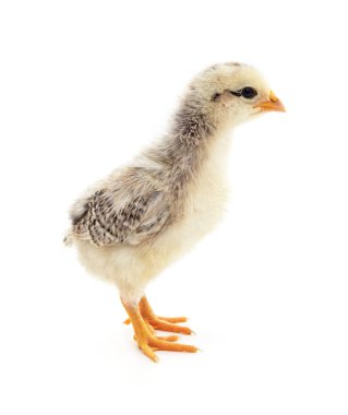 Beyaz bir arka planda izole edilmiş yavru tavuk..