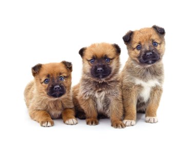 Beyaz arka planda izole edilmiş üç güzel yavru..