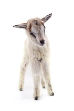 Beyaz arka planda izole edilmiş küçük beyaz bir keçi..