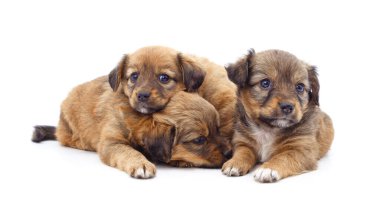 Beyaz arka planda izole edilmiş üç güzel yavru..