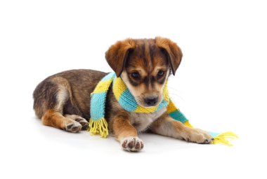 Beyaz arka planda izole edilmiş eşarplı kahverengi köpek yavrusu..
