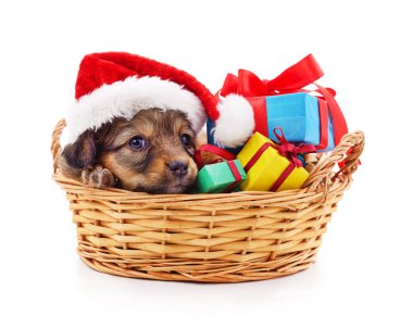 Beyaz bir arka planda izole edilmiş hediyelerle Noel şapkalı bir sepetin içindeki köpek yavrusu..
