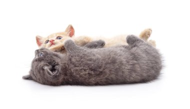 Beyaz arka planda yan yana yatan iki kedi yavrusu..