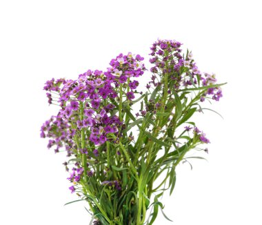 Alyssum 'un mor çiçekleri beyaz arkaplanda izole edilmiş..