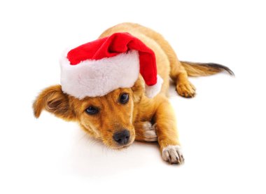 Beyaz bir arka plan üzerinde Noel şapkalı bir köpek.