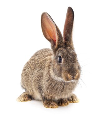 Beyaz bir arka plan üzerinde izole bir gri tavşan.
