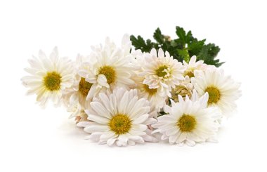 Beyaz arka planda izole edilmiş bir buket beyaz papatya çayı.