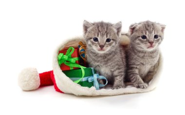 Beyaz arka planda hediyeleri olan Noel şapkalı kedicikler..